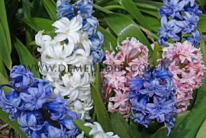Hyacinths Mixed 17/18 (x10x5)