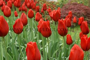Tulips Kingsblood 12/+ (x12x7)