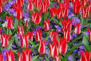 Tulips Showtime 12/+ (x12x7)