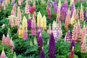 Festival Winter Perennials Lupine Hybride Mixed I (x14x3)