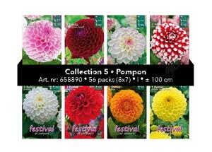 Coll. 05 Dahlia Pompon 100 cm 56 packages
