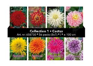 Coll. 01 Dahlia Cactus 100 cm 56 packages