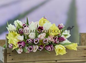 Tulips Fringed Mixed 12/+ (x12x7)