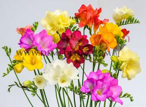 Freesia Mixed Single 5/+ (x14x10) (Summer)