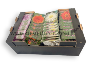 Coll. 01 Dahlia Cactus 100 cm 56 packages