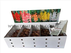 Nr. 102 Gladiolus 14/+ (5x75)