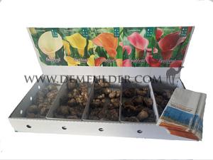 Nr. 121 Calla 14/16 (5x10)