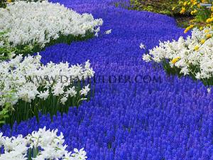 Muscari Armeniacum 9/10 (x12x10)