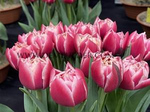 Tulips Columbus 12/+ (x12x7)