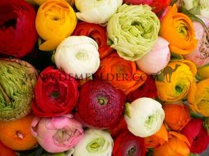 Ranunculus Mixed 6/7 (x14x10) (Summer)
