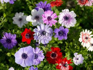 Festival Spring Miscellaneous Anemone De Caen Gemengd 7/8 (x14x10) (Winter)