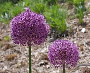 Allium Gladiator 20/+ (x12x1)