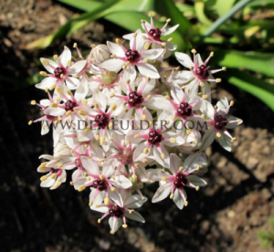 Allium Silver Spring 12/+ (x12x1)