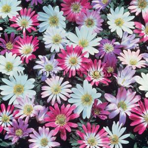 Anemone Blanda Mixed 5/+ (x12x10)
