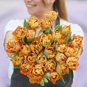 Tulips Valdivia 12/+ (x12x7)