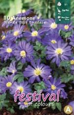 Anemone Blue Shades 5/+ (x12x10)