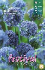 Allium Caeruleum 4/+ (x12x10)