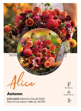 Dahlia mixed Dahlia Collecties Exclusive Collection Exclusive Collection Dahlia's Alice