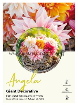 Dahlia mixed Dahlia Collecties Exclusive Collection Exclusive Collection Dahlia's Angela
