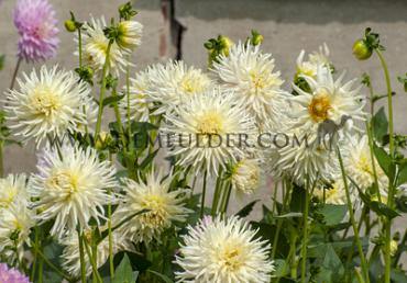 Dahlia mixed Dahlia Collecties Exclusive Collection Exclusive Collection Dahlia's Carol