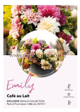 Dahlia mixed Dahlia Collecties Exclusive Collection Exclusive Collection Dahlia's Emily