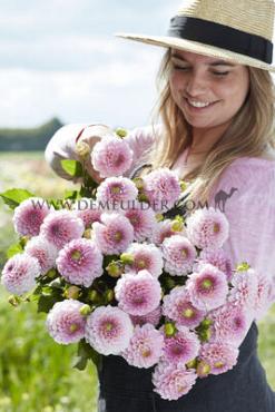 Dahlia mixed Dahlia Collecties Exclusive Collection Exclusive Collection Dahlia's Shirley