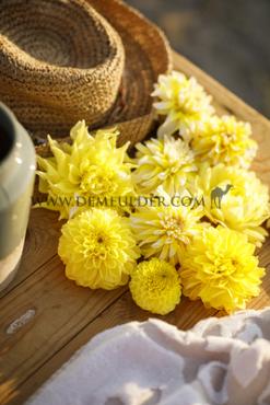 Dahlia mixed Dahlia Collecties Exclusive Collection Exclusive Collection Dahlia's Virginia