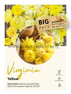 Dahlia mixed Dahlia Collecties Exclusive Collection Exclusive Collection Dahlia's Virginia