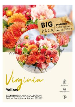 Dahlia mixed Dahlia Collecties Exclusive Collection Exclusive Collection Dahlia's Virginia