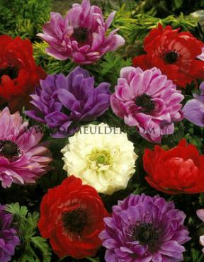 Coronaria St Brigid Mixed Anemone St Brigid Mixed 7/8 (x 250)