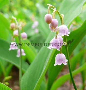 Rosea Convallaria Rosea (x 100)