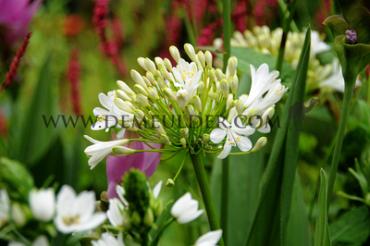 Albus, Wit Agapanthus Albus White (x 50)