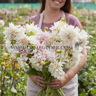 Decorative Dinnerplate Cafe Au Lait Dahlia Café au Lait (x 35)