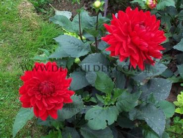 Decorative Dwarf Garden Wonder Dahlia Garden Wonder (x 35)