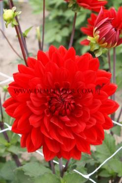 Decorative Dwarf Garden Wonder Dahlia Garden Wonder (x 35)