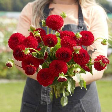 Pompon Nescio Dahlia Nescio (x 35)