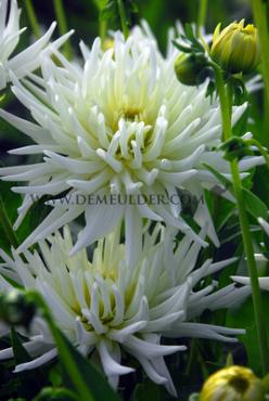 Cactus Of Semicactus Dwarf Playa Blanca Dahlia Playa Blanca (x 35)