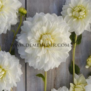 Decorative Dinnerplate White Perfection Dahlia White Perfection (x 35)