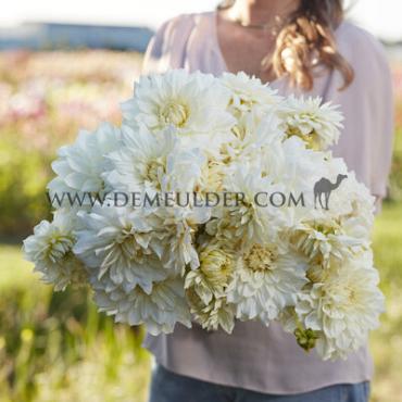 Decorative Dinnerplate White Perfection Dahlia White Perfection (x 35)