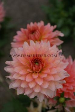 Decorative Dwarf Gallery Leonardo Dahlia Gallery Leonardo (x 35)