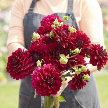 Decorative Small Flowered Karma Naomi Dahlia Karma Naomi (x 35)