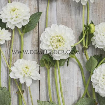 Ball Orsett Beauty Dahlia Orsett Beauty (x 35)