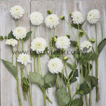 Ball Orsett Beauty Dahlia Orsett Beauty (x 35)