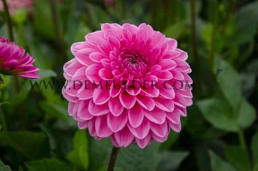 Ball Pink Sylvia (Sandra) Dahlia Pink Sylvia (Sandra) (x 35)