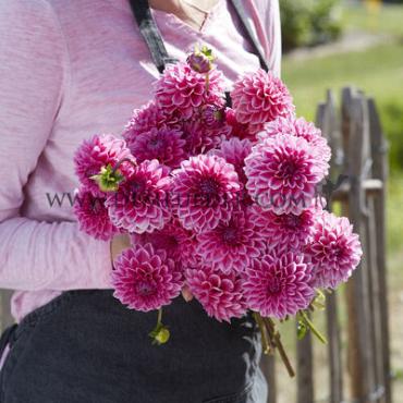 Ball Pink Sylvia (Sandra) Dahlia Pink Sylvia (Sandra) (x 35)
