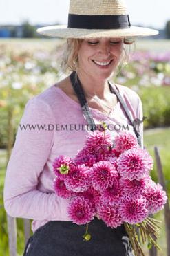 Ball Pink Sylvia (Sandra) Dahlia Pink Sylvia (Sandra) (x 35)