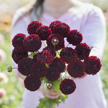 Ball Dark Spirit Dahlia Dark Spirit (x 35)