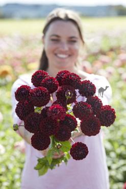 Ball Dark Spirit Dahlia Dark Spirit (x 35)