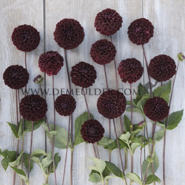 Ball Dark Spirit Dahlia Dark Spirit (x 35)