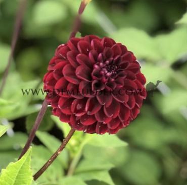 Ball Dark Spirit Dahlia Dark Spirit (x 35)